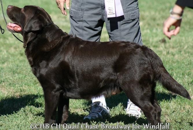 CH. quail chase Brodway joe windfall