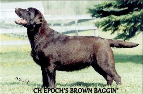 epoch's Brown baggin'