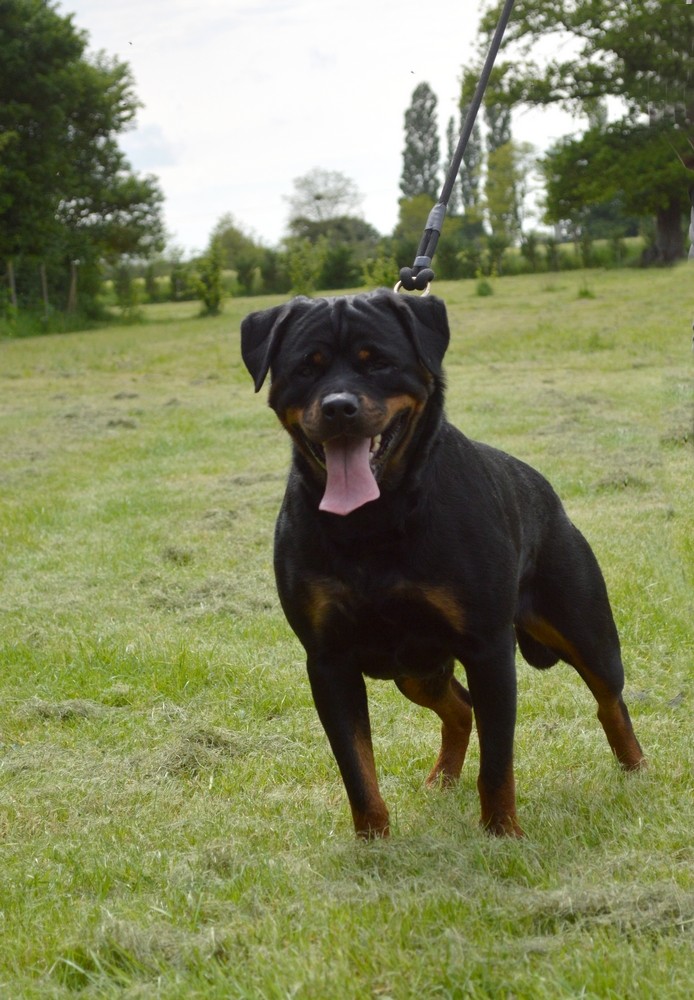 Publication : des Rotts de la Baronnie Auteur : La Baronnie