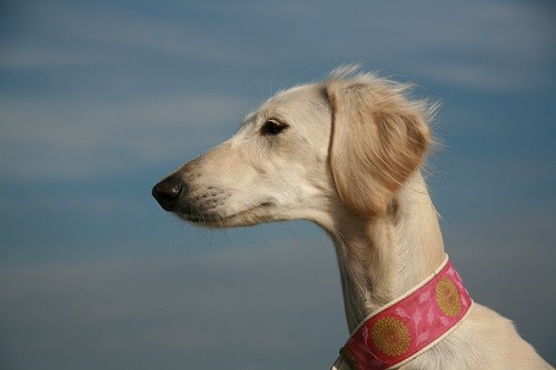 Publication : Baghlan Auteur : Petra Dörner