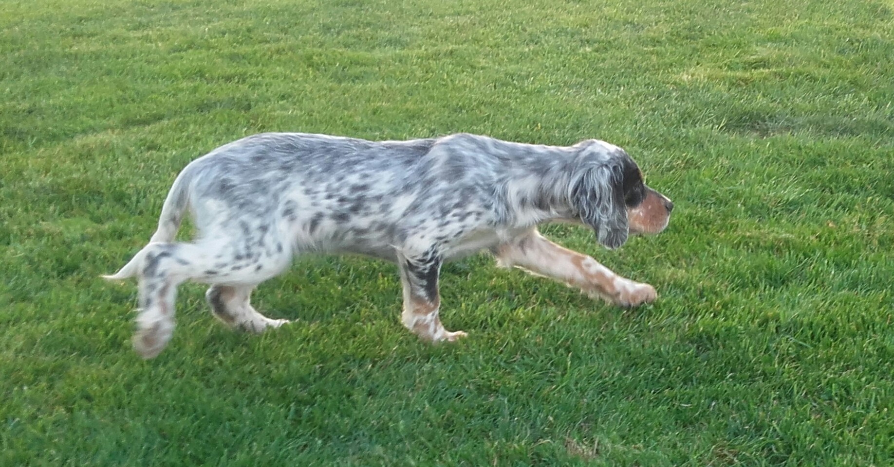 Publication : De L'Orée Du Gavre 