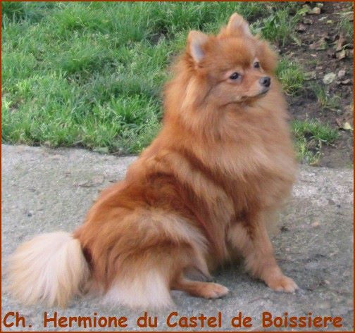 CH. Hermione du Castel de Boissière