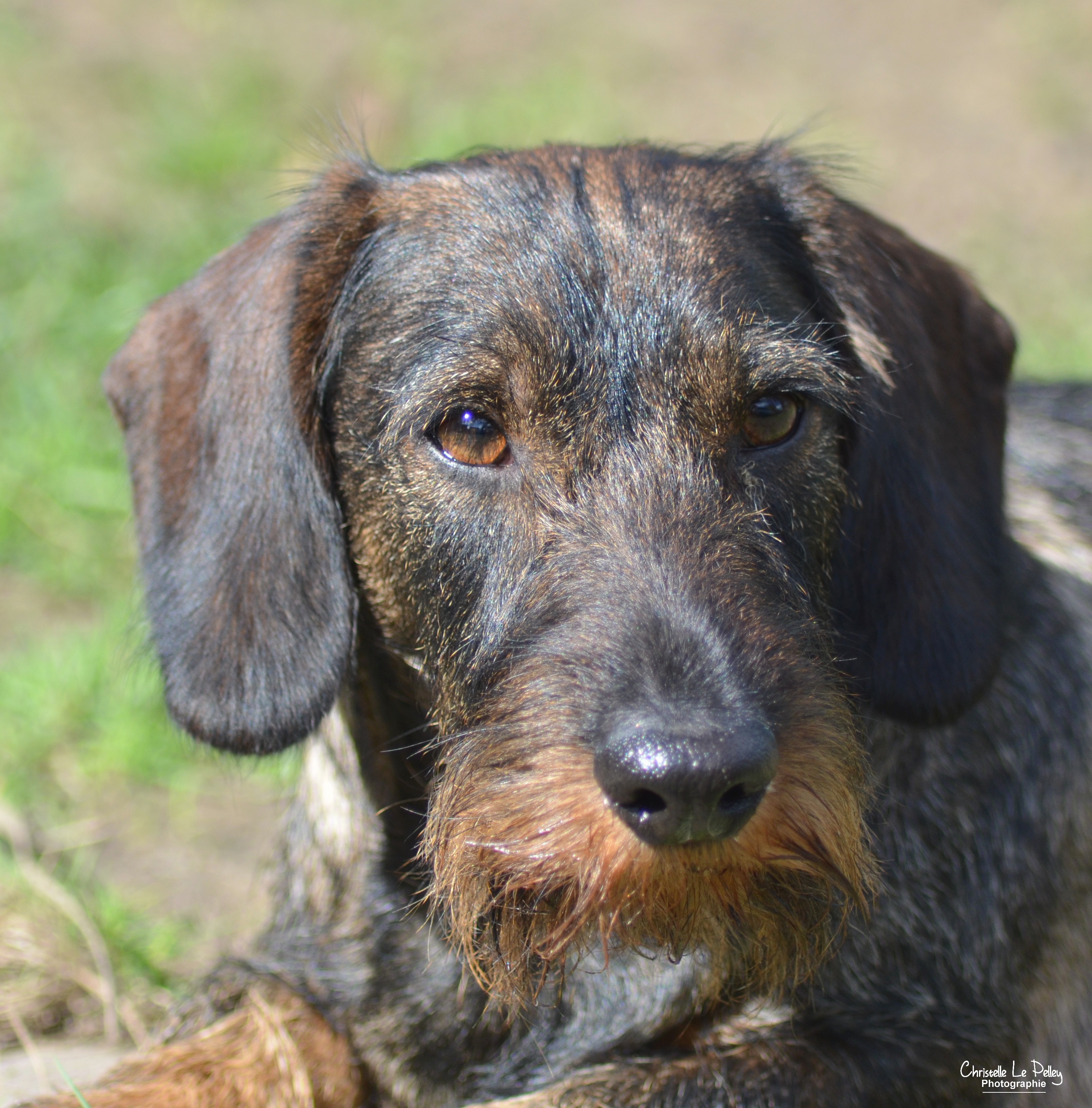 Publication : des lutins de Cassiopée Auteur : Christelle Le Pelley