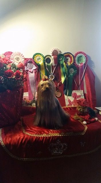 Publication : Des Lutins De Cornouaille