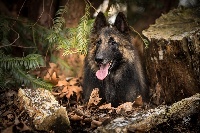 Étalon Berger Belge - Orso di luca Of the smart spirit