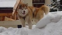 Étalon Alaskan Malamute - Lancelot - lothaire de la Meute des Loups du Mercantour