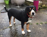 Étalon Bouvier de l'Entlebuch - CH. Jeck Des Joyeuses Gambades