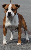 Étalon Staffordshire Bull Terrier - Stafford'stars Mango