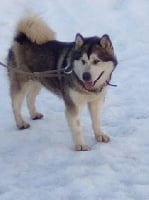 Étalon Alaskan Malamute - Inukha iaido de la Meute des Loups du Mercantour