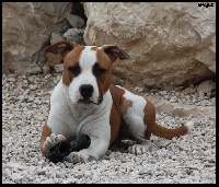 Étalon American Staffordshire Terrier - Briston Legend Natural light of a star