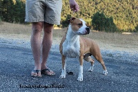 Étalon American Staffordshire Terrier - French Challenger Liberty queen of fire