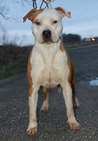 Étalon American Staffordshire Terrier - Mycki King Of Riverside