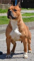 Étalon American Staffordshire Terrier - Fico cune's intrepid staff