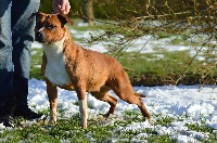 Étalon American Staffordshire Terrier - Mona lisa du Domaine Passionnel d'Enzo
