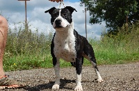 Étalon American Staffordshire Terrier - Maytika Of Christal Heart'S