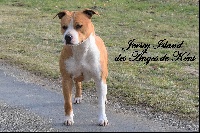 Étalon American Staffordshire Terrier - Jersey island Des Anges De Kent