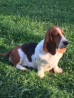 Étalon Basset Hound - Lorette Du Haut De Moyemont