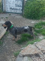 Étalon Basset bleu de Gascogne - Millas Les Hortes Du Riberal