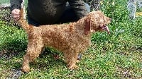 Étalon Basset fauve de Bretagne - Mascotte du Domaine D'Asgard