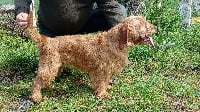 Étalon Basset fauve de Bretagne - Mascotte du Domaine D'Asgard