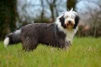 Étalon Bearded Collie - Nova Du Domaine De Gotham