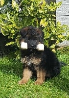 Étalon Berger Allemand - R'odin Vom valenhaus