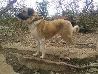 Étalon Berger Kangal - L'koray gazpoy de la Forêt des Quatre Seigneurs