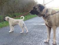 Étalon Berger Kangal - Zara turc aslan