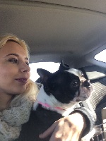 Étalon Boston Terrier - Barney Deluxy Lolita