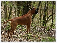 Étalon Boxer - Nemaska Des Steppes Perdues