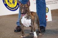 Étalon Bull Terrier Miniature - Malefik Du Trésor Des Mines