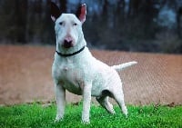 Étalon Bull Terrier - Leon Of A'aron In Action