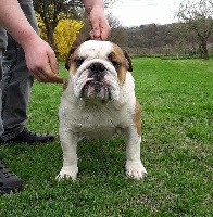 Étalon Bulldog Anglais - bamabador Carmelo opium