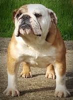 Étalon Bulldog Anglais - Nomie rosewood De la Cour des Molosses