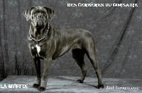 Étalon Cane Corso - La myst'ik Des Cerbères Du Corsaire