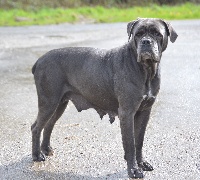 Étalon Cane Corso - Irendil (Sans Affixe)