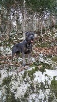 Étalon Cane Corso - Joyce Des Gardiens De La Sirandale