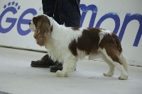 Étalon Cavalier King Charles Spaniel - R.s. lord williams De la fieffe au songeur
