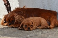 Étalon Cavalier King Charles Spaniel - Indila du domaine de l'ostrevent