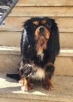 Étalon Cavalier King Charles Spaniel - Jolie valse de vienne De La Forêt De Caberg