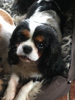 Étalon Cavalier King Charles Spaniel - Madison des hauts de sianne