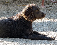 Étalon Chien d'eau americain - little brownies Lucrezia