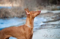 Étalon Cirneco dell-Etna - TR. CH. Creta Del gelso bianco