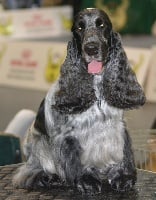 Étalon Cocker Spaniel Anglais - haradwater Secret charm