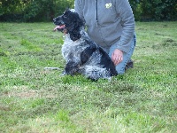 Étalon Cocker Spaniel Anglais - Lendack Ar Ti Marellek