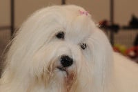 Étalon Coton de Tulear - Jeepsy de l'alizée des redblacksocks