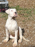 Étalon Dogo Argentino - Necochea De Valsion Catere