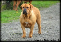 Étalon Dogue de Bordeaux - Mystique de la tribu de Laza