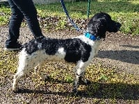 Étalon English Springer Spaniel - Nevada (Sans Affixe)