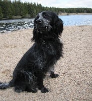 Étalon Epagneul bleu de Picardie - Jeen De Varasaude